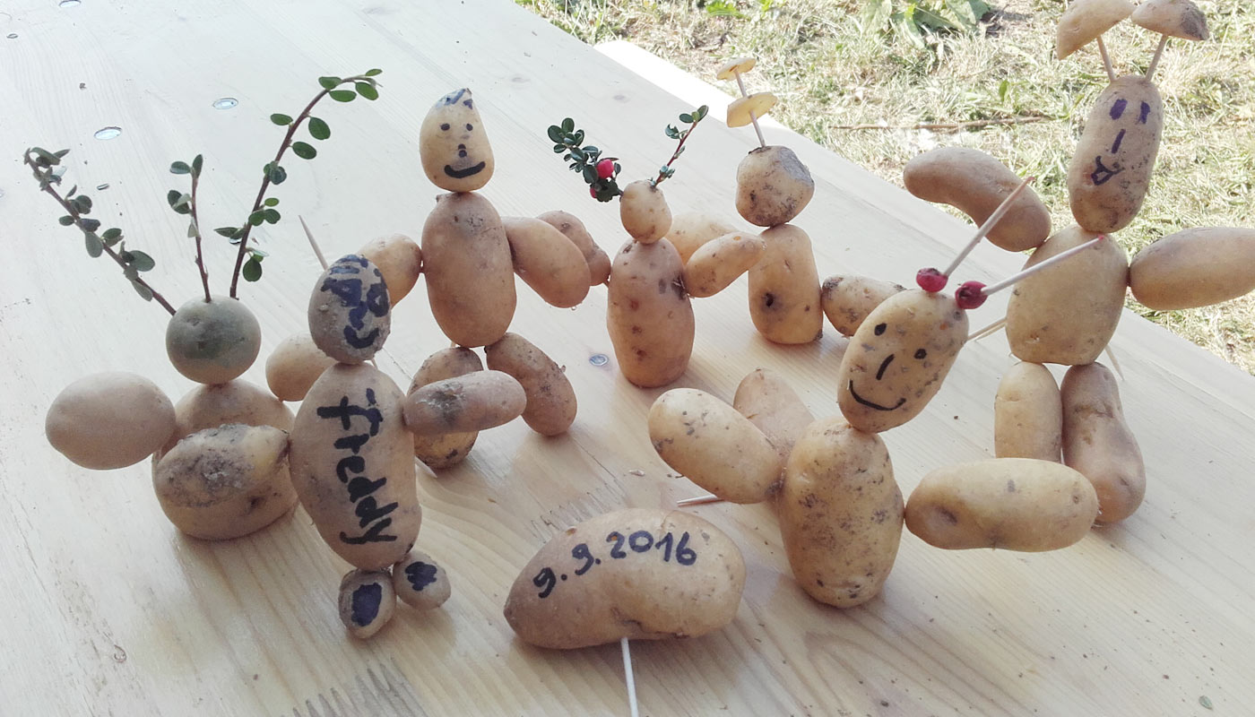Kartoffelernte 2016